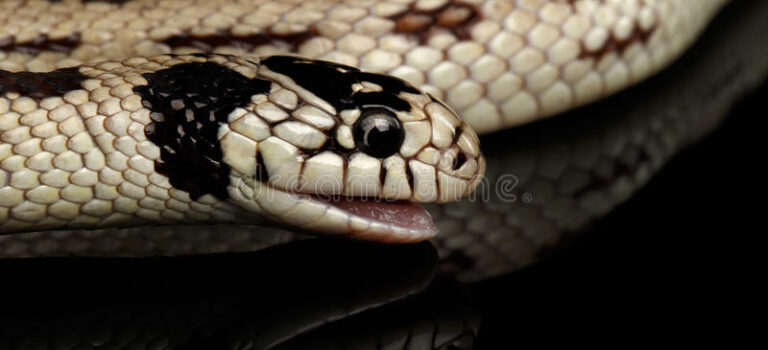 How do Snakes Cause Miscarriage or Blindness