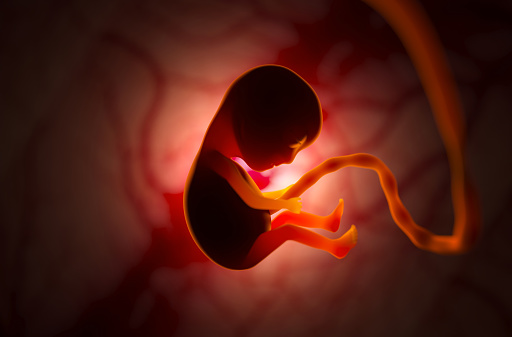 human embryo floating in the womb connected to ambilocal cord, Reddish hue